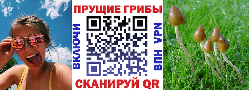 Галлюциногенные грибы Psilocybine cubensis Купить где Кашин